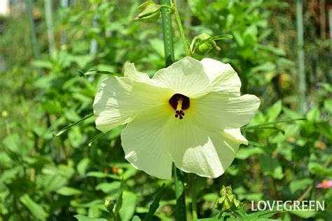 花植物|LOVEGREENの植物図鑑｜育て方、栽培方